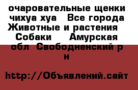 очаровательные щенки чихуа-хуа - Все города Животные и растения » Собаки   . Амурская обл.,Свободненский р-н